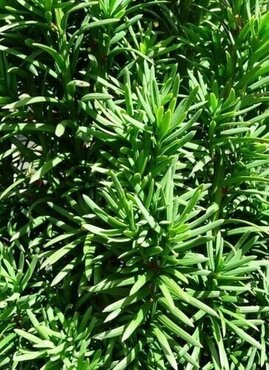 Conifer Taxus Media Hicksii 10.5cm