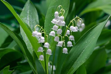 Convallaria majalis 3 Litre