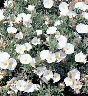 Convolvulus Cneorum 7 Litre - image 2