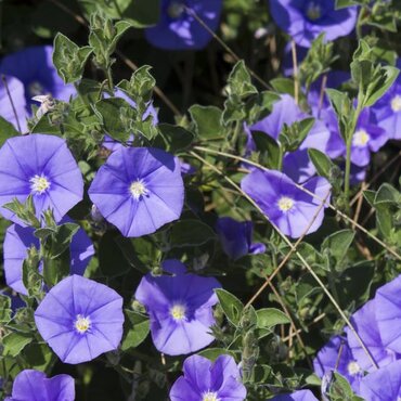 Convolvulus Neon Blue 9cm