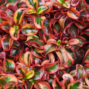 Coprosma Inferno 3 Litre