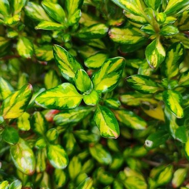 Coprosma Lemon & Lime 3 Litre - image 1