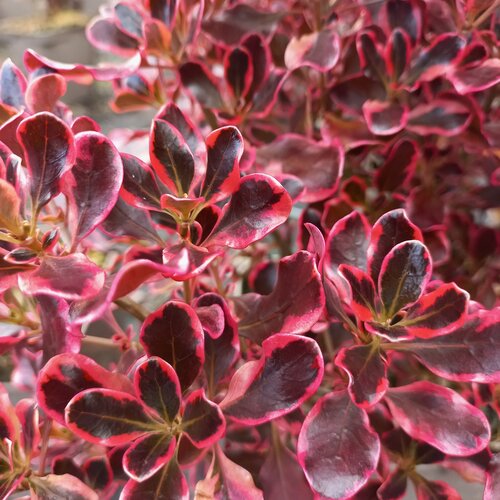 Coprosma Pacific Dawn 3 Litre