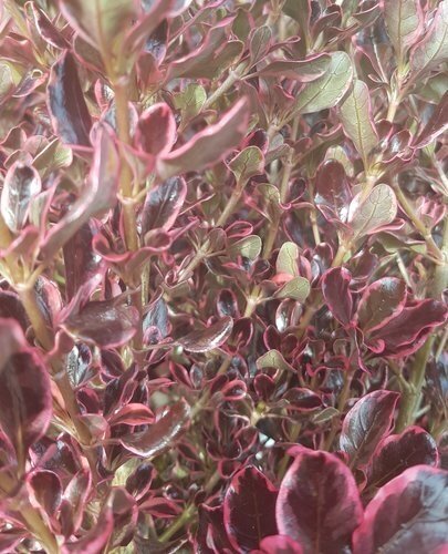 Coprosma Pacific Dawn 3 Litre - image 3