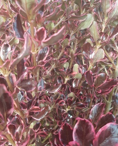 Coprosma Pacific Dawn 3 Litre - image 4