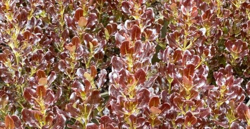 Coprosma Pacific Night 3 Litre - image 1