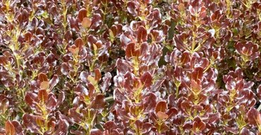 Coprosma Pacific Night 3 Litre - image 5
