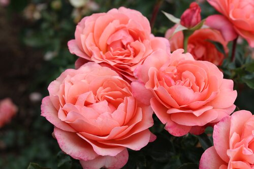 Coral Gardens Bush Rose 3 Litre