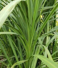 Cordyline Australis 125/150cm 30 Litre - image 1
