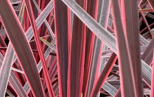 Cordyline Charly Boy 3 Litre