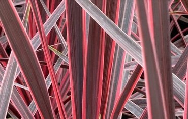Cordyline Charly Boy 3 Litre