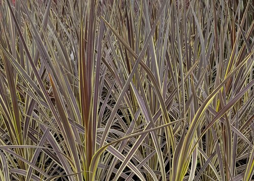 Cordyline Electric Flash 2 Litre