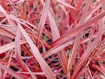 Cordyline Electric Pink 3 Litre