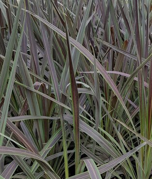 Cordyline Electric Star 2 Litre