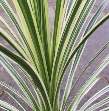 Cordyline Lime Dazzler 3 Litre
