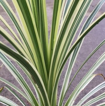 Cordyline Lime Passion 2 Litre