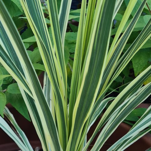 Cordyline Lime Passion 3 Litre