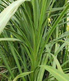 Cordyline Peko 4 Litre