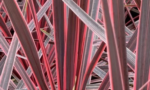Cordyline Pink Passion 4 Litre