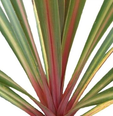 Cordyline Red Heart 2 Litre