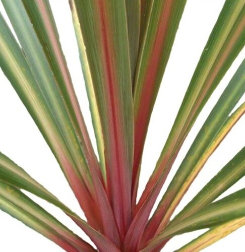 Cordyline Red Heart 4 Litre