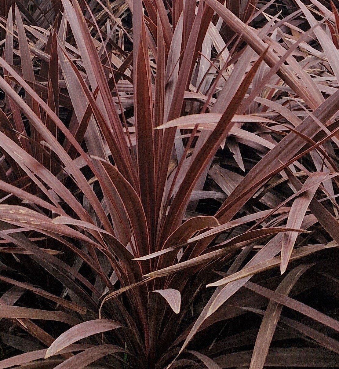 Cordyline Red Star 1 litre - Stewarts Garden Centre