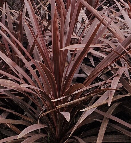 Cordyline Red Star 4 Litre