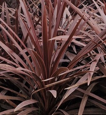 Cordyline Red Star 4 Litre