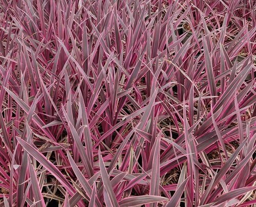 Cordyline Southern Splendour 3 Litre