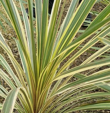 Cordyline Torbay Dazzler 2 Litre