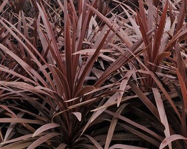 Cordyline Torbay Red 3 Litre