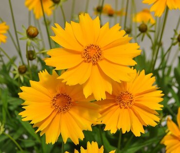 Coreopsis Corey Single Gold 2 Litre