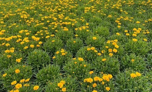 Coreopsis Corleone Gold 3 Litre