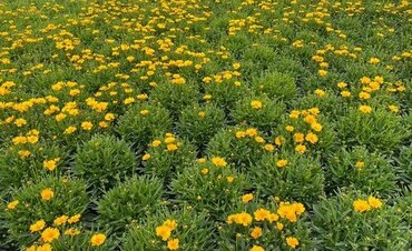 Coreopsis Corleone Gold 3 Litre