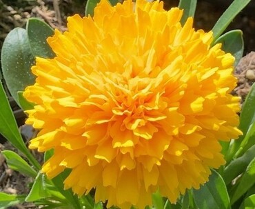 Coreopsis Golden Sphere Patio 7 Litre