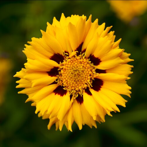 Coreopsis Grandiflora Andiamo Yellow Red 9cm