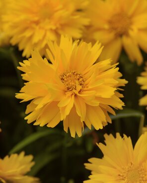Coreopsis Grandiflora Double The Sun 9cm