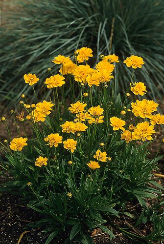 Coreopsis Grandiflora Early Sunrise 9cm