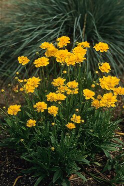Coreopsis Grandiflora Early Sunrise 9cm