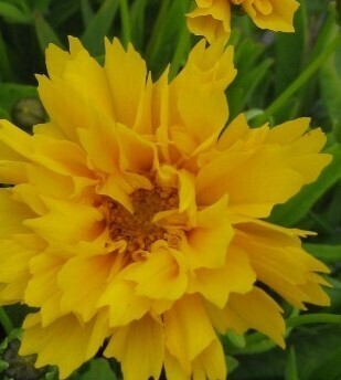 Coreopsis Grandiflora Early Sunrise 9cm