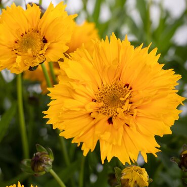 Coreopsis Grandiflora Illico 9cm