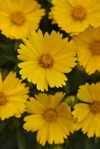 Coreopsis Grandiflora Illico 9cm