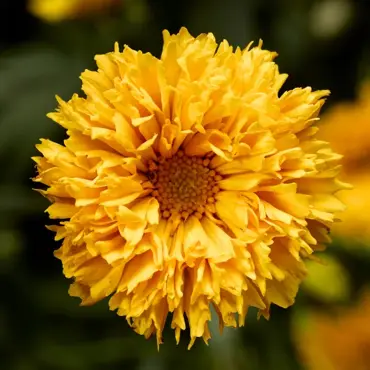 Coreopsis Grandiflora Pompon Yellow 9cm