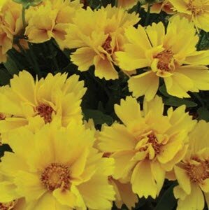 Coreopsis Grandiflora Presto 9cm