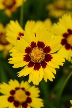 Coreopsis Grandiflora Sun Kiss 9cm