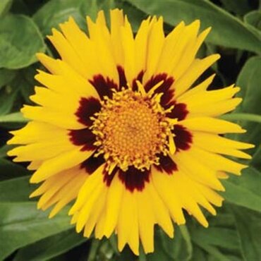 Coreopsis Grandiflora Sunfire 9cm