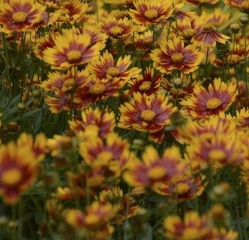 Coreopsis Little Bang Daybreak 3 Litre