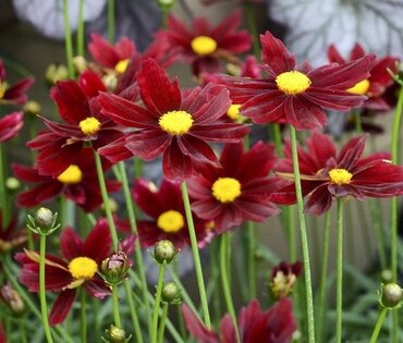 Coreopsis Little Bang Red Elf 3 Litre