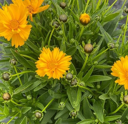 Coreopsis Presto Yellow 2 Litre