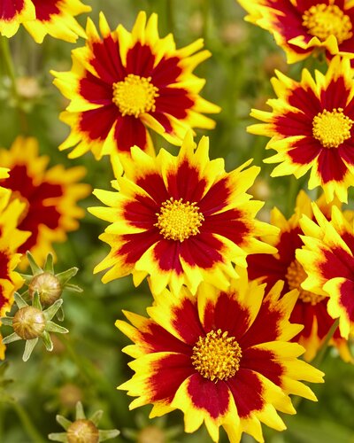 Coreopsis Solar Jewel 3 Litre